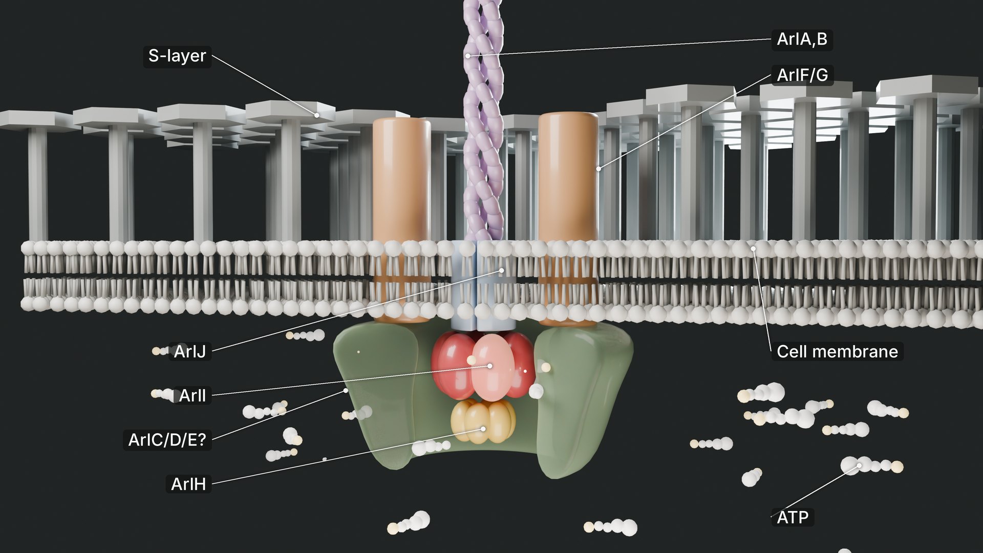 Schematic of the archaellum: the filament (ArlA/B), the motor in the membrane, and the ATPase (ArlI) that drives rotation.